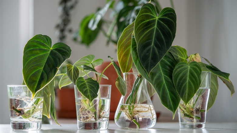 Four cuttings take root in various containers on a tabletop hydroponic garden
