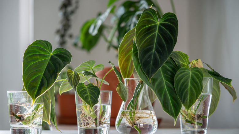 Four cuttings take root in various containers on a tabletop hydroponic garden