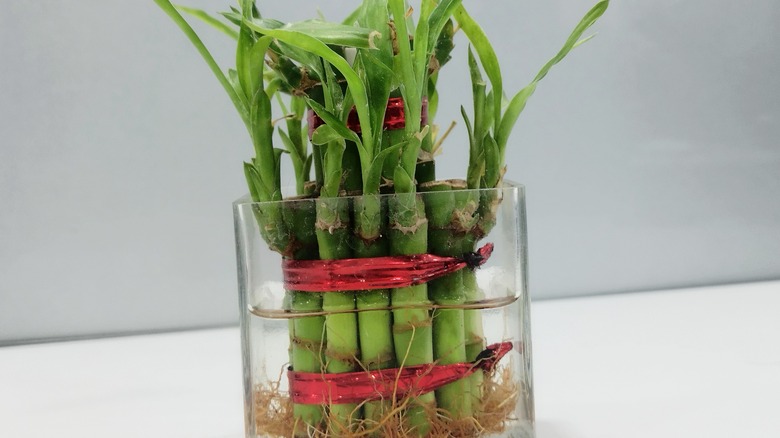 A lucky bamboo plant, held together with red ties, in a thick glass water-filled jar.