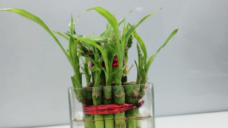 A lucky bamboo plant, held together with red ties, in a thick glass water-filled jar.