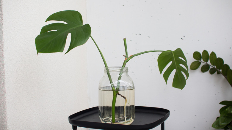 A monstera cutting is taking root in a jar of water