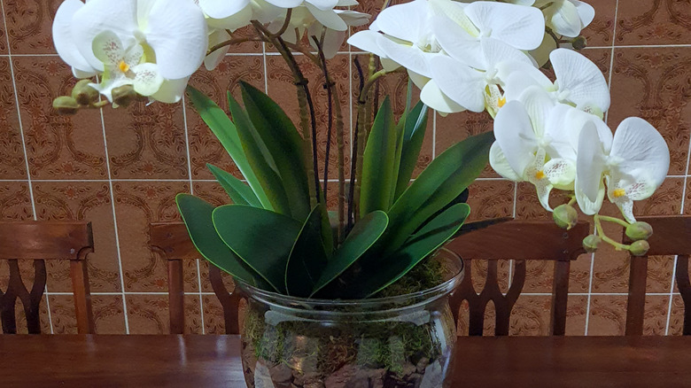 White moth orchids are growing in a clear glass vase