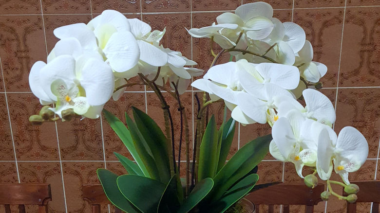 White moth orchids are growing in a clear glass vase