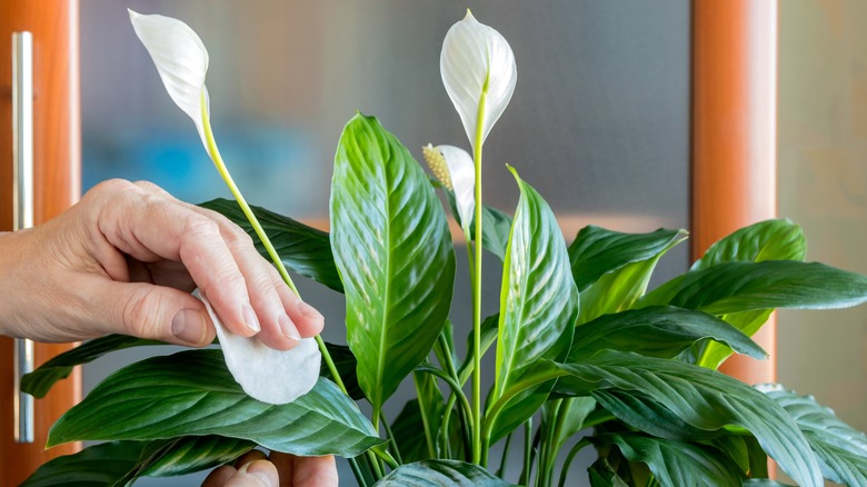 Hands touching a flowering peace lily plant