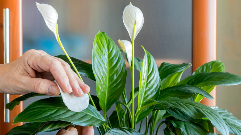 Hands touching a flowering peace lily plant