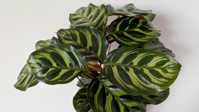 Peacock plant from above with variegated, waxy leaves