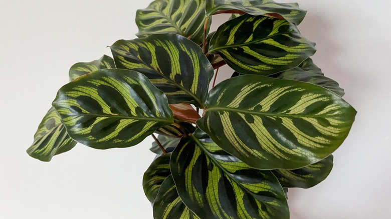 Peacock plant from above with variegated, waxy leaves
