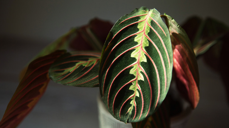Prayer plant leaves against a shaded gray background