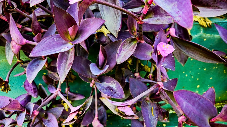 The leaves of a purple heart trail down as a small flower blooms