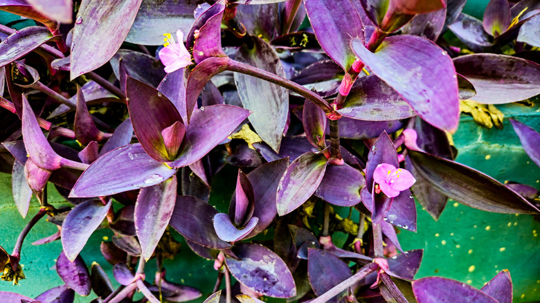 The leaves of a purple heart trail down as a small flower blooms