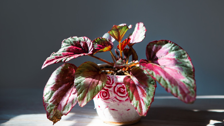 A rex begonia grows in a white pot