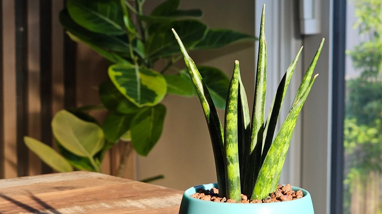A snake plant grows in a pot with pebbles