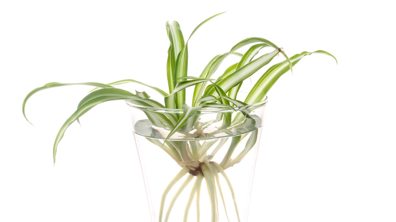 A spider plant takes root in a clear vase filled with water