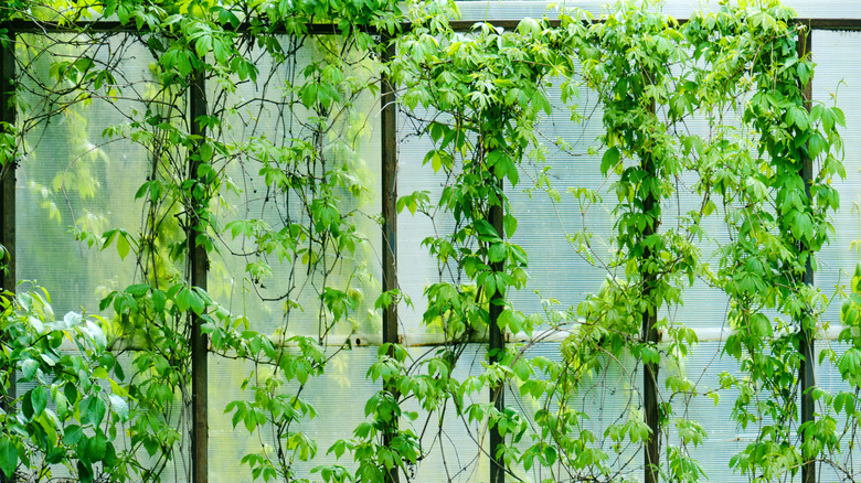Green vine curled over a white privacy screen