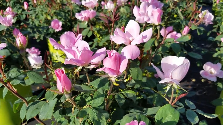 Bright pink roses receiving sunlight in a garden