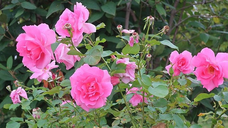 Pink Carefree Beauty roses in bloom