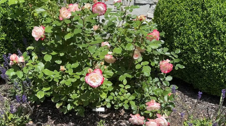 Vermilion red and white roses of Cherry Parfait