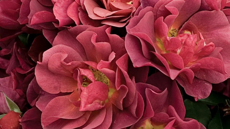 Copper-pink Cinco de Mayo roses