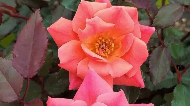 Orange flowers of Coral Knock Out in bloom