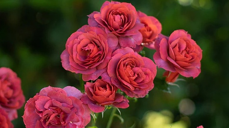 Red blooming roses of Heirloom Roses 2026