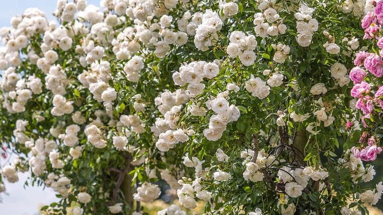 White Iceberg roses in bloom