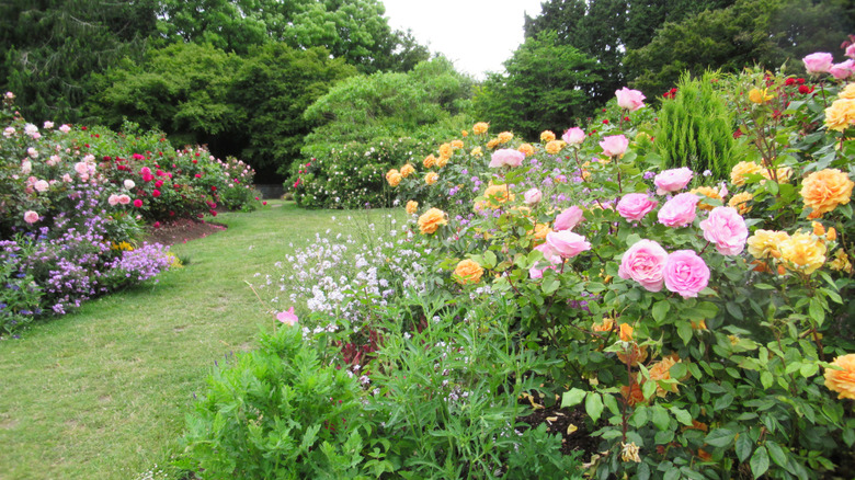 Many types and colors of roses in a large rose garden
