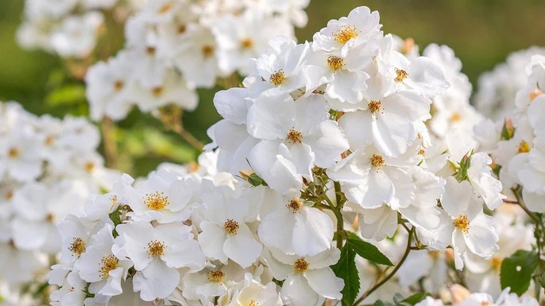White Kew Gardens rose in bloom