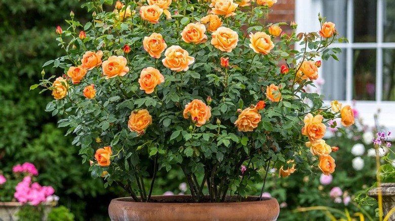Orange flowers of Lady of Shalott