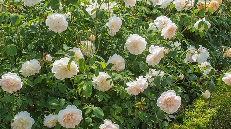 White and slightly peachy roses of Lichfield Angel