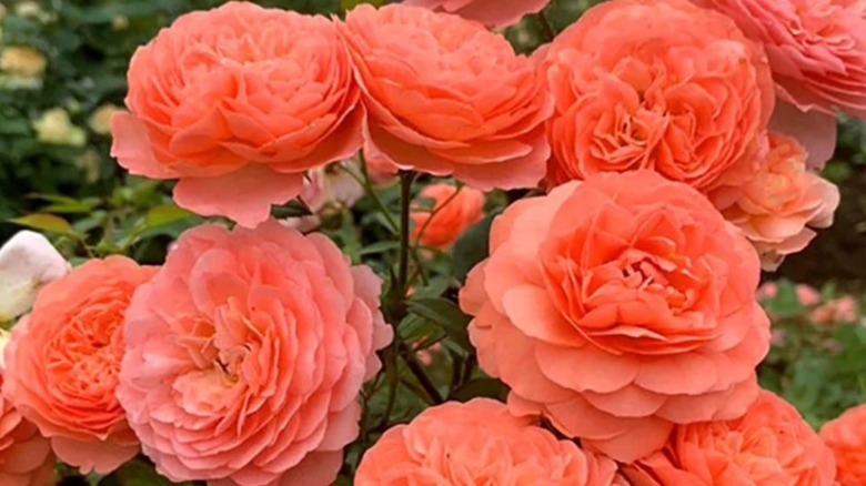 Orange-colored Louise Clements growing in garden