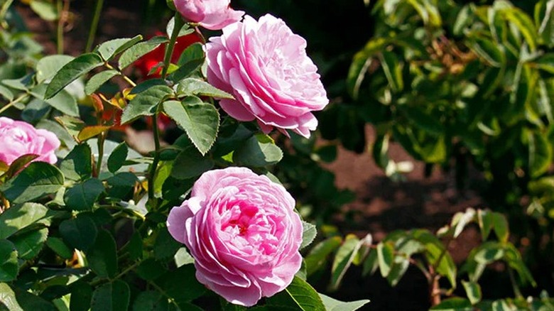 Layered pink roses of 'Louise Odier' in bloom
