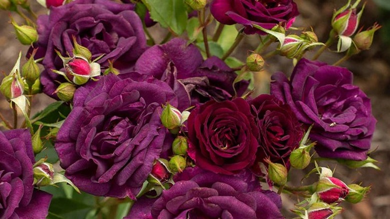 Deep purple roses of Midnight Blue