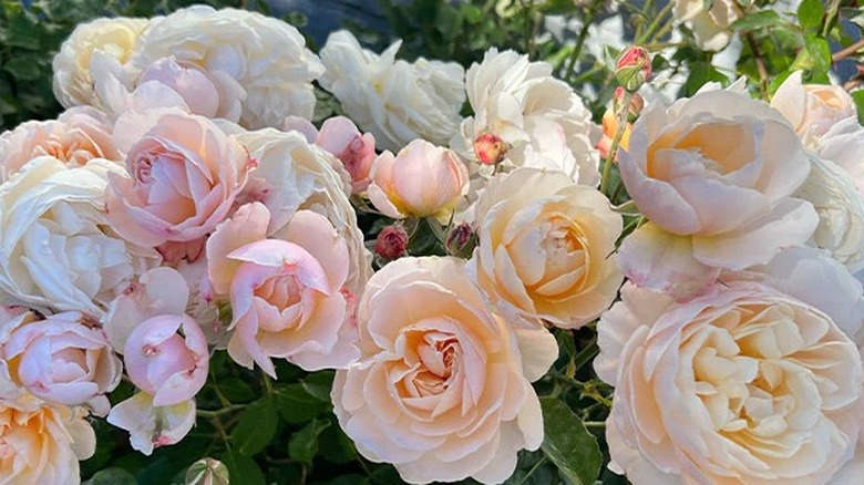 Gold-centered apricot and pink Moonlight in Paris roses