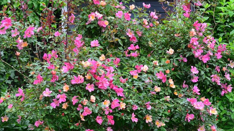 Pink and peach roses of Mutabilis