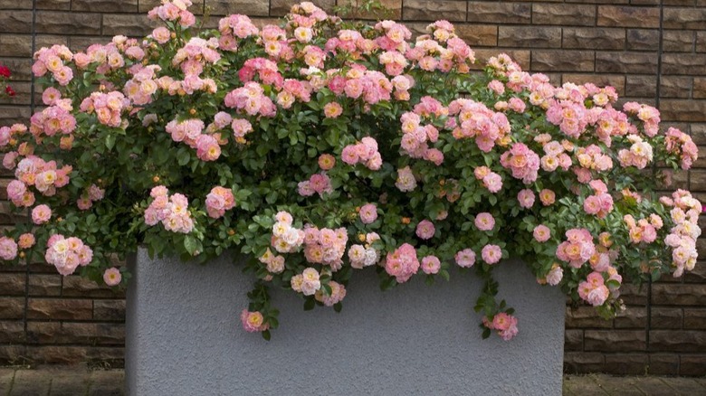 Peach and pink roses blooming in a container