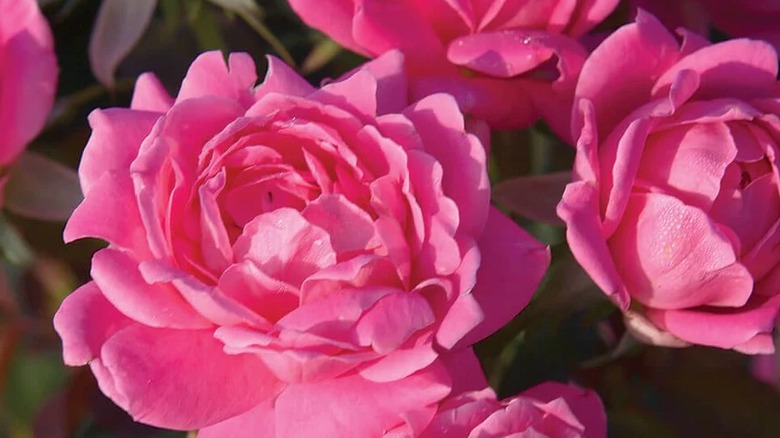 Pink Double Knock Out roses in bloom