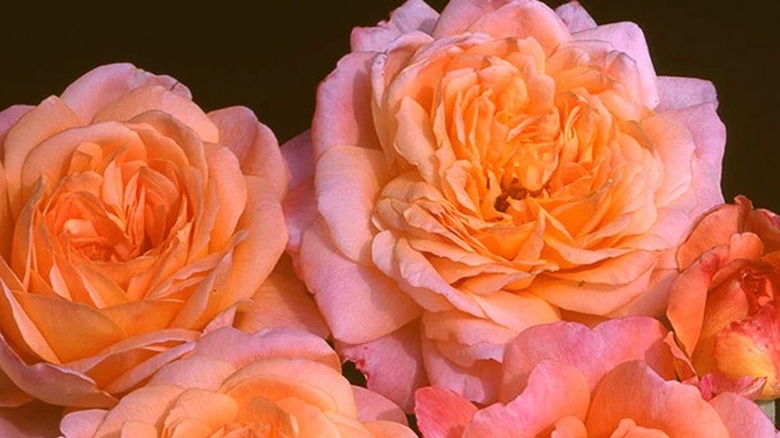 Orange and pink roses of Portlandia