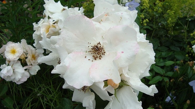 Large white roses of Sally Holmes