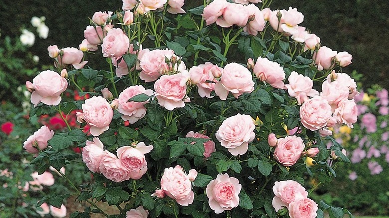 Pink, cup-like blooms of Scepter'd Isle