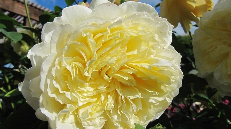 Lemon-colored roses of The Pilgrim