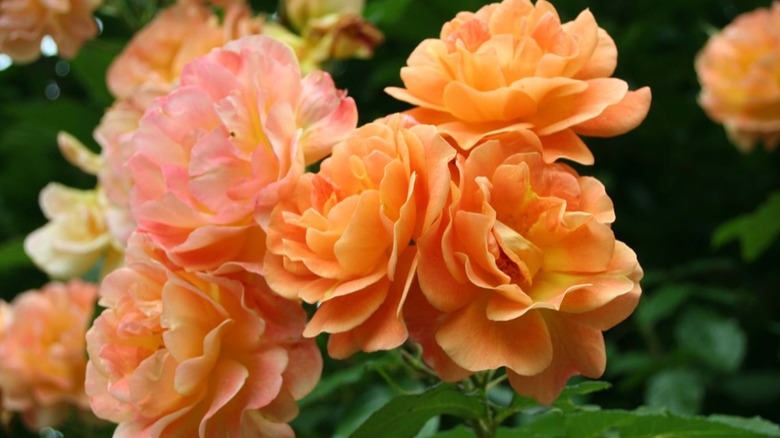 Apricot-colored roses of Westerland