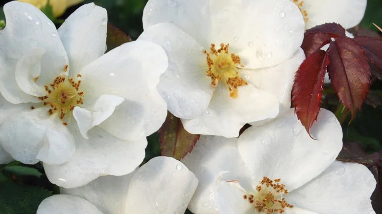 White Knock Out roses with yellow centers