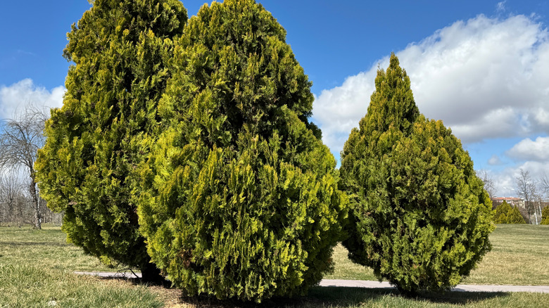 American arborvitae growing in yard