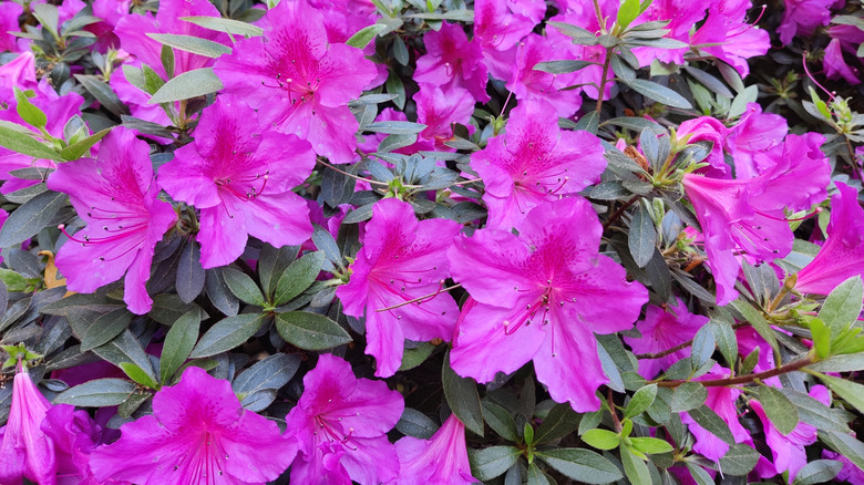Pink azalea flowers in bloom