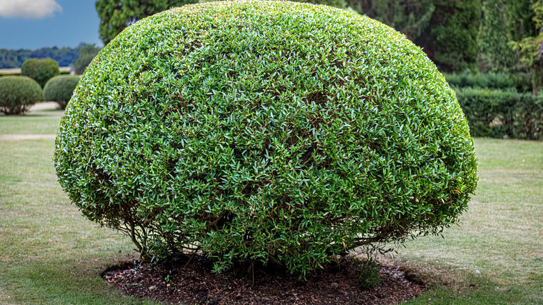 Oval-shaped boxwood in a garden