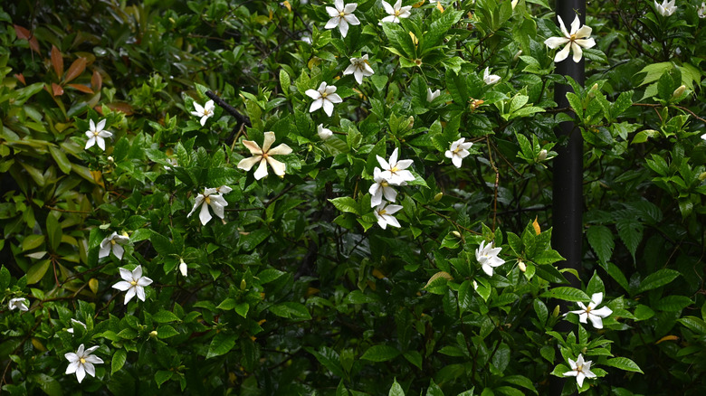 White cape jasmine flowers in bloom