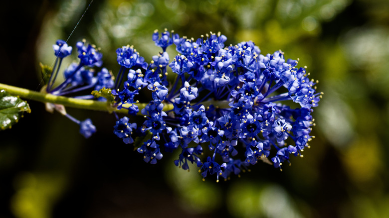 Blue flowers of ceanothus growing in clusters
