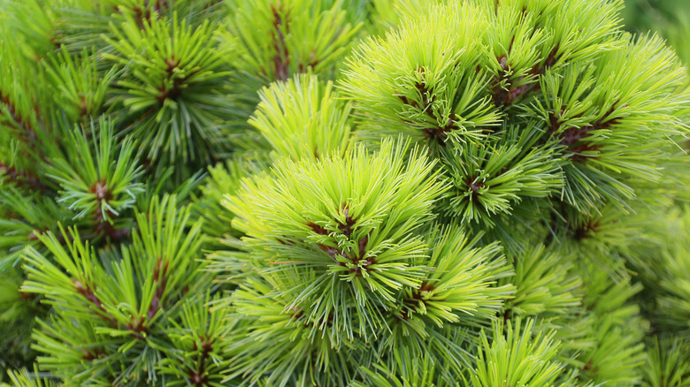 Dense green branches of eastern white pine