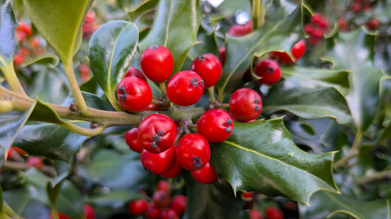 English holly's ripe red berries