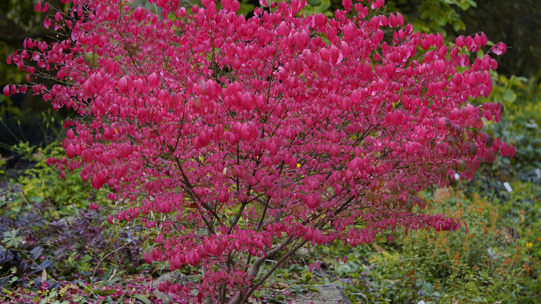 Pink leaves of a euonymus plant